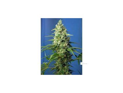 75855 sweet seeds auto honey peach cbd autoflowering feminized