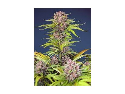 75861 sweet seeds auto mimosa bruce banner xl autoflowering feminized