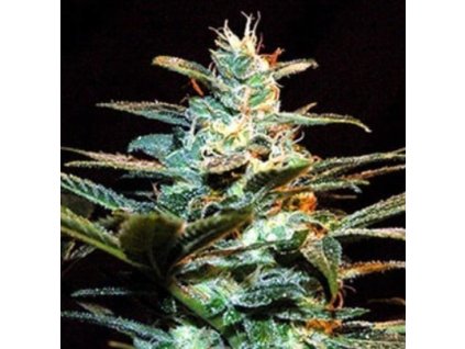 75870 sweet seeds nyc diesel feminized