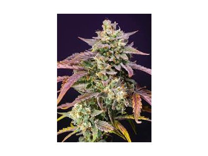 75873 sweet seeds auto purple punch og xl autoflowering feminized