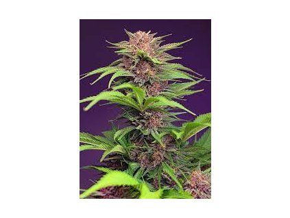 75885 sweet seeds auto red mimosa xl autoflowering feminized