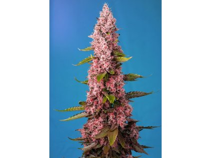 75891 sweet seeds red hot cookies feminized