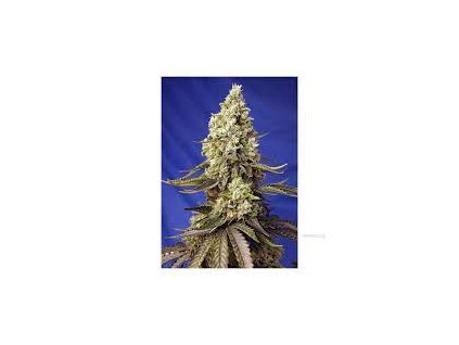 75897 sweet seeds auto runtz xl autoflowering feminized