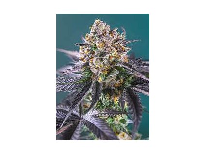 75900 sweet seeds auto red strawberry banana autoflowering feminized