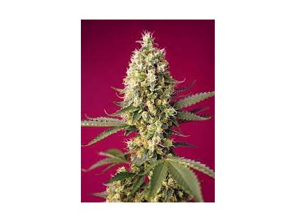 75906 sweet seeds auto skywalker og runtz xl autoflowering feminized