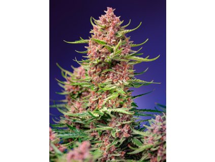75909 sweet seeds strawberry cola sherbet f1 feminized fast