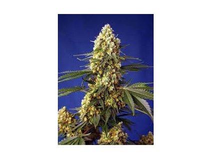 75912 sweet seeds auto strawberry banana gelato xl autoflowering feminized