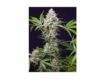 75918 sweet seeds auto sweet amnesia haze xl autoflowering feminized