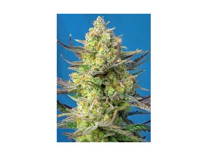 75927 sweet seeds auto sweet cheese feminized autoflowering