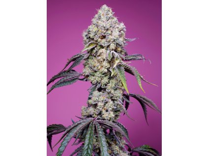 75930 sweet seeds sweet mandarine zkittlez f1 feminized fast