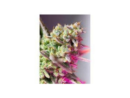 75936 sweet seeds auto sweet mimosa xl feminized autoflowering