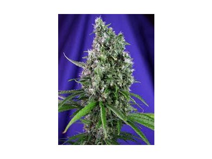 75942 sweet seeds auto sweet trainwreck feminized autoflowering