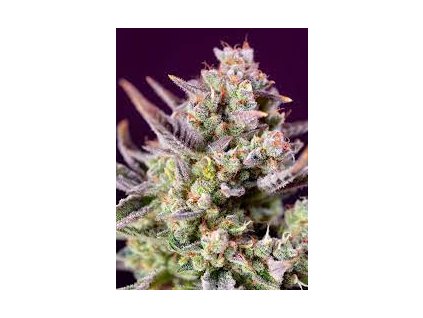 75954 sweet seeds auto sweet zenzation xl feminized autoflowering