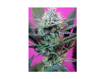 75957 sweet seeds auto speed feminized autoflowering