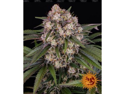 Barney´s Farm OG Kush Auto, feminized autoflowering