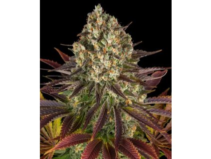 Barney´s Farm Biscotti, feminized