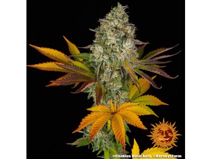 Barney´s Farm Cookies Kush Auto, autoflowering feminized (Balení 1 ks)