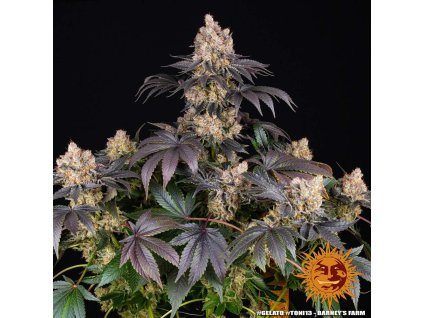 Barney´s Farm Gelato, feminized