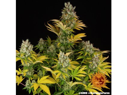 Barney´s Farm GMO, feminized