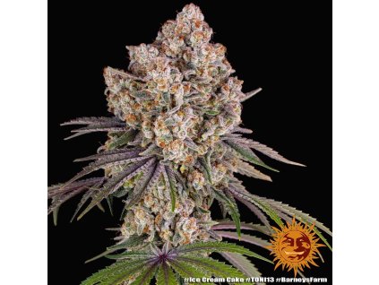 Barney´s Farm Ice Cream Cake, feminized
