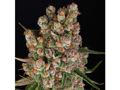 75987 barney s farm gmo auto autoflowering feminized