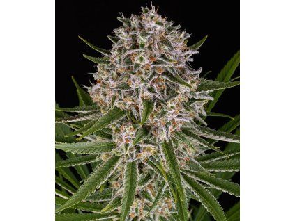 imgi 21 lemon haze auto circle new 21 124861