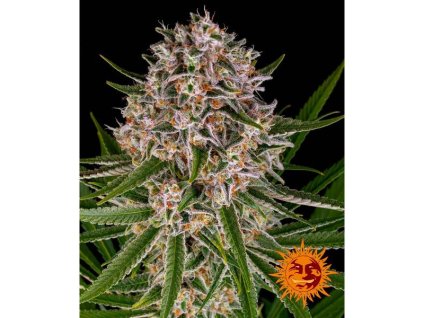 Barney´s Farm Lemon Haze Auto, autoflowering feminized