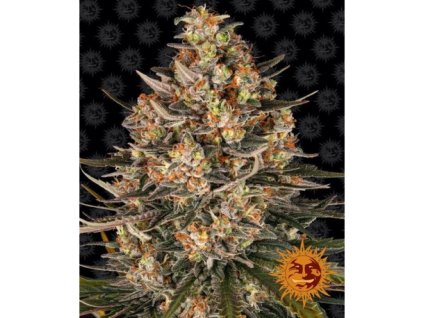 Barney´s Farm Lemon Drizzle, feminized (Balení 1 ks)
