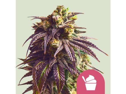 75996 royal queen seeds sundae driver feminized