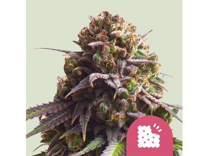 75999 royal queen seeds biscotti feminized