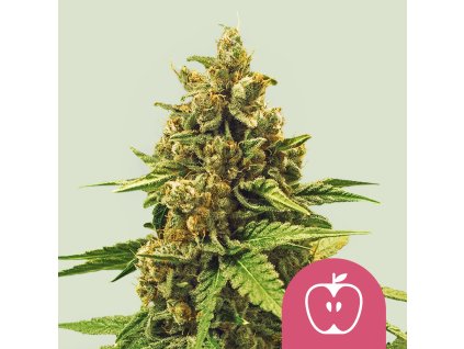 76005 royal queen seeds apple fritter feminized