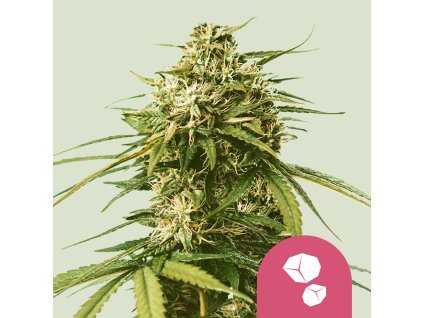 76008 royal queen seeds gushers feminized