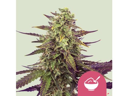 76011 royal queen seeds cereal milk feminized