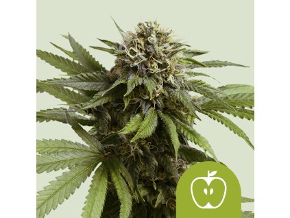 76017 royal queen seeds apple fritter auto feminized autoflowering