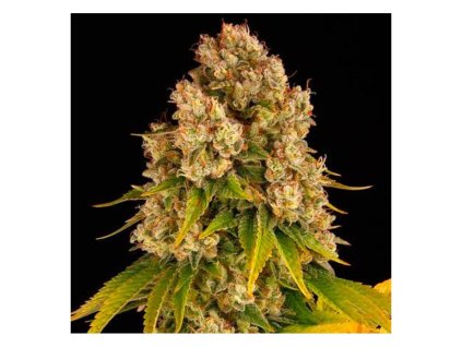 Barney´s Farm Cheese Auto, feminized autoflowering (Balení 10 ks)