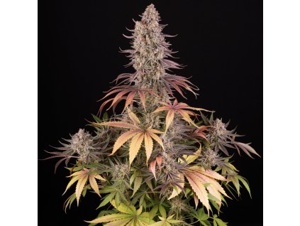 Barney´s Farm Sour Strawberry, feminized (Balení 10 ks)