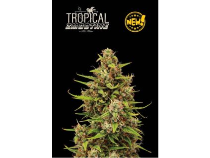 76032 seedstockers tropical zmoothie auto autoflowering feminized