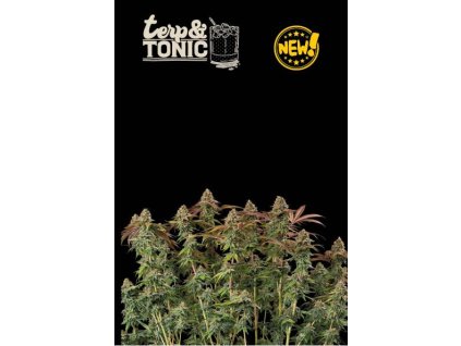 76044 seedstockers terp and tonic autoflowering feminized