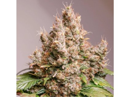 Dutch Passion Auto Red Tropicana Cookies, feminized autoflowering (Balení 3)