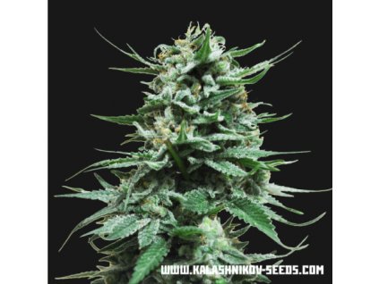 76065 kalashnikov seeds northern russian auto feminized autoflowering