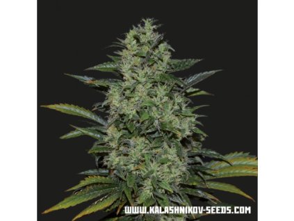 76071 kalashnikov seeds power russian feminized