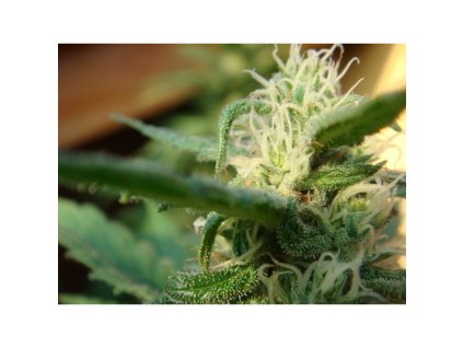 76104 mr nice seeds angel s breathe mango haze x afghan haze