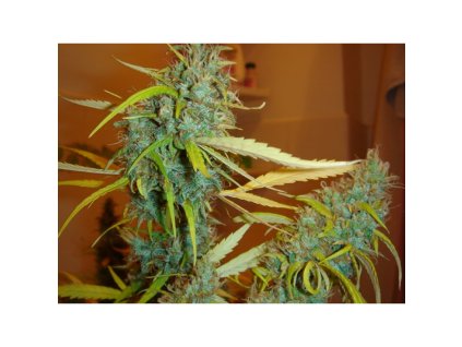 76107 mr nice seeds afghan haze