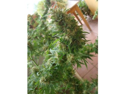 76110 mr nice seeds angel heart mango haze x afghan skunk