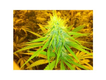 Mr. Nice Seeds The Cure - Afgan Skunk x Haze AC (Balení 18 ks)