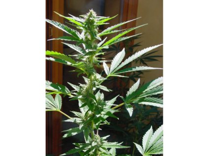 76143 mr nice seeds early queen