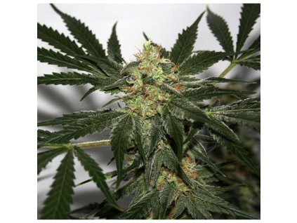 76146 mr nice seeds early haze early queen x afghan haze