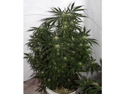76152 mr nice seeds early skunk haze