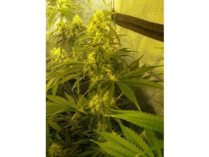 76155 mr nice seeds g13 x haze