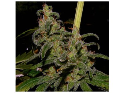 Mr. Nice Seeds La Nina (Balení 18 ks)